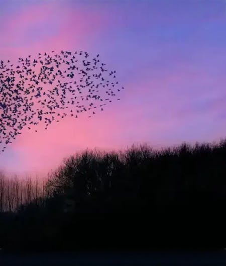 Strategic Alliances Strategic Alliances