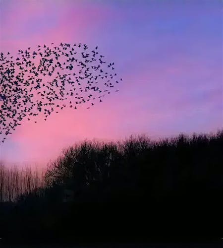 Strategische Allianzen Strategische Allianzen