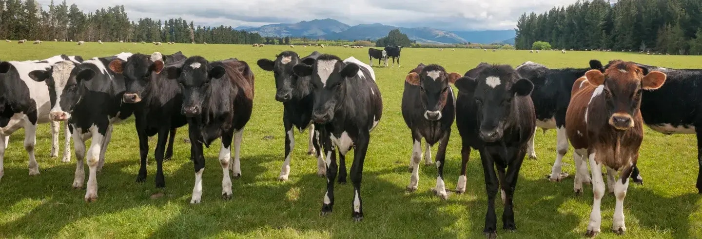 How Fonterra and HCLTech forged a strong, trust - based partnership that just keeps delivering value