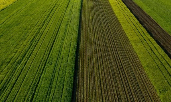 Simplifying SAP licensing for a global fertilizer company