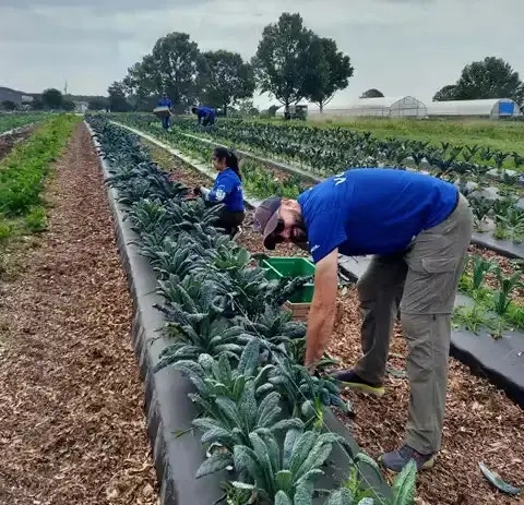 HCLTech's CSR - Tree Planting Initiative HCLTech's CSR - Tree Planting Initiative