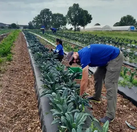 HCLTech's CSR- Tree Planting Initiative 2