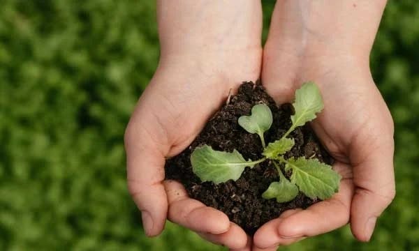 HCLTech plants 48Ksaplings to celebrate 48 years