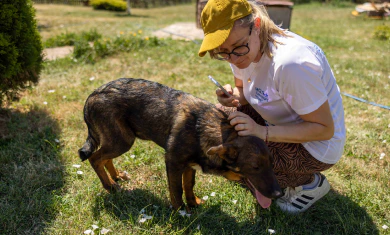 Volunteers building a sun shelter for rescued dogs in Bulgaria