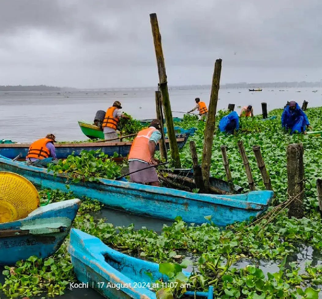 Fisherfolk removing hyacinth from the Vembanad Lake, Kerala