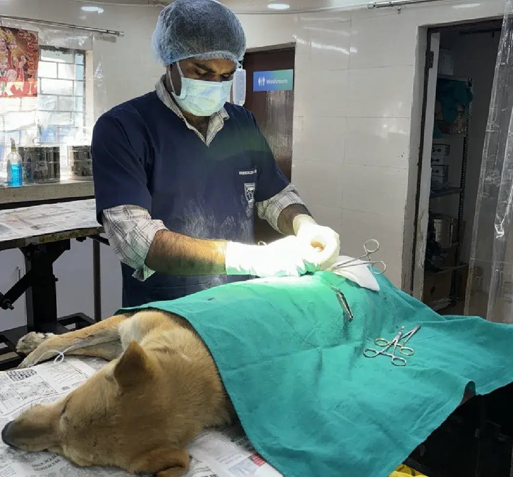Sterilization program for street dogs