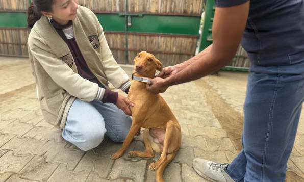 Enhancing community dog safety with QR-coded reflective collars in Greater Noida