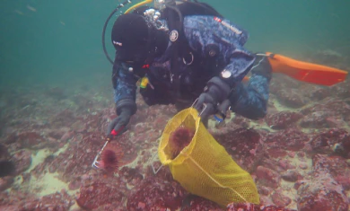 Removing urchin for a healthy ocean by Ocean Wise