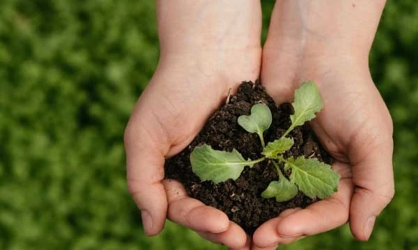 HCLTech commemorates the 48th anniversary of HCL Group by planting 48,000 saplings across India 