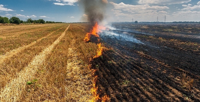 Five sustainable ways to avoid crop burning