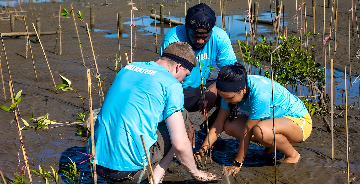 Mangroves’ critical role in global decarbonization Mangroves’ critical role in global decarbonization