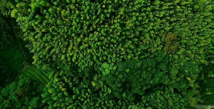 Sustainability’s evolution: Prioritizing green IT and decarbonization