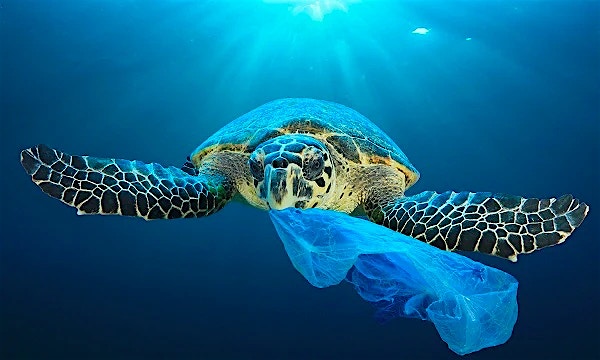 Plastic pollution: A changing of the tide Plastic pollution: A changing of the tide