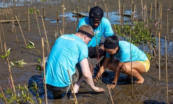 Mangroves’ critical role in global decarbonization